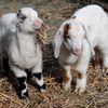 Poison Ivy-Eating Goats Coming To Prospect Park